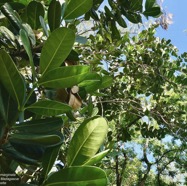 Noronhia emarginata (Lam.) Thouars..takamaka de Madagascar.doucette.oleaceae.espèce cultivée..jpeg